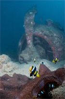 Clark's anemonefish, Amphiprion clarkii