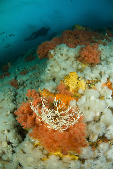 Basket star, Gorgonocephalus eucnemis, Sea strawberry, Gersemia rubiformis, Metridium senile, Metridium senile