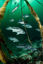 Black rockfish, Sebastes melanops