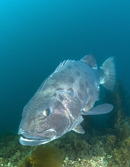 Giant black sea bass, Stereolepis gigas