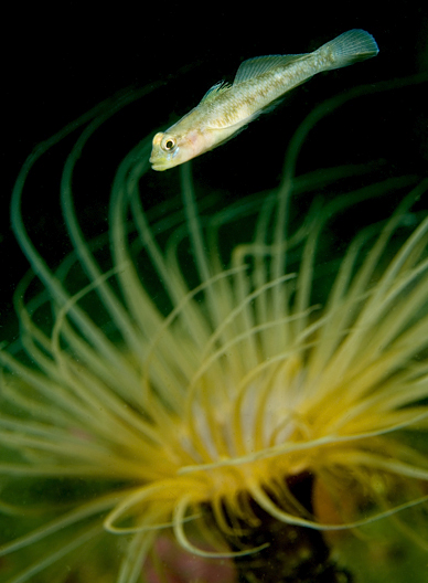 Tube anemone, Pachycerianthus fimbriatus, Tube anemone, Pachycerianthus fimbriatus