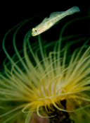 Blackeye goby, Coryphopterus nicholsi, Tube anemone, Pachycerianthus fimbriatus