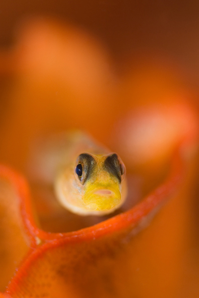 Blackeye goby, Coryphopterus nicholsi