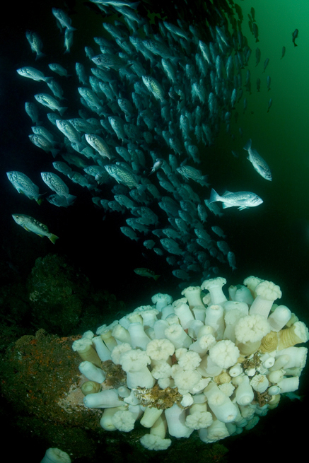 Blue rockfish, Sebastes mystinus, Giant plumed anemone, Metridium farcimen