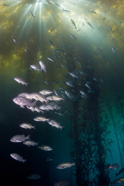 Blue rockfish, Sebastes mystinus, Giant kelp, Macrocystis sp.