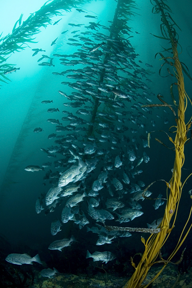 Blue rockfish, Sebastes mystinus, Giant kelp, Macrocystis sp.