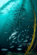 Blue rockfish, Sebastes mystinus, Giant kelp, Macrocystis sp.