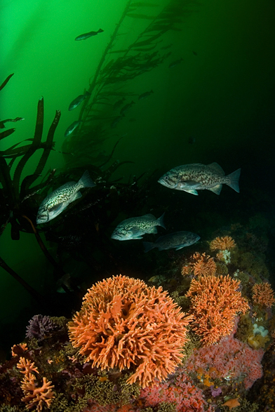 Blue rockfish, Sebastes mystinus, Blue rockfish, Sebastes mystinus