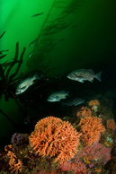 California hydrocoral, Stylaster californicus, Blue rockfish, Sebastes mystinus
