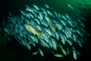 Blue rockfish, Sebastes mystinus, Giant plumed anemone, Metridium farcimen