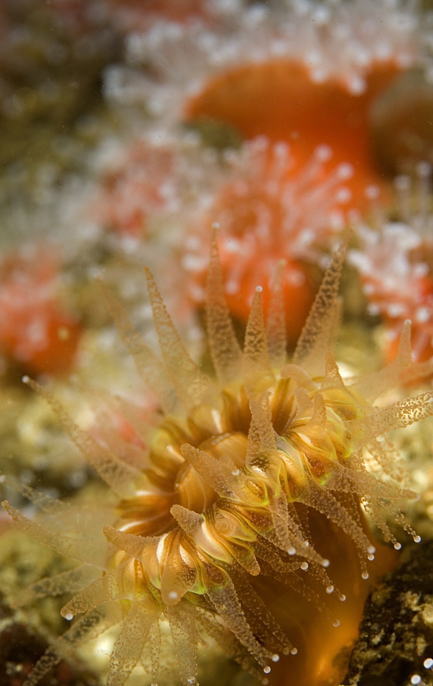 Club-tipped anemone, Corynactus californica, Club-tipped anemone, Corynactus californica