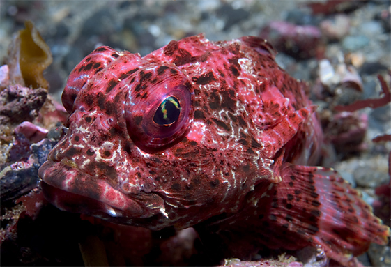 Bull sculpin, Enophrys taurina