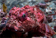 Bull sculpin, Enophrys taurina