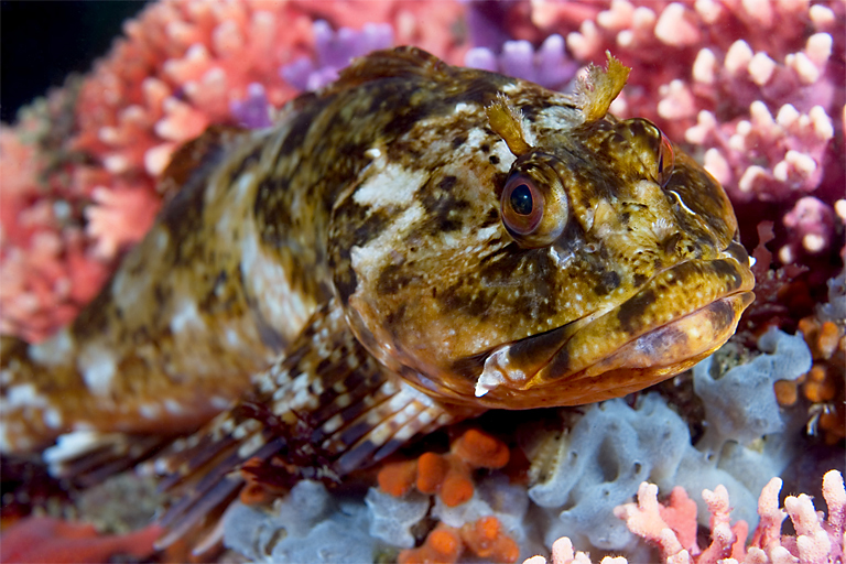 Cabezon, Scorpaenichthys marmoratus, California hydrocoral, Stylaster californicus