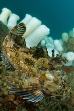 Cabezon, Scorpaenichthys marmoratus