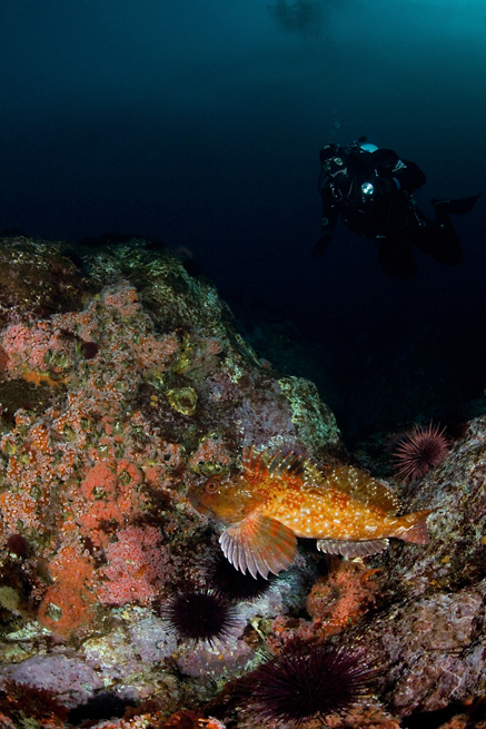 Cabezon, Scorpaenichthys marmoratus, Divers