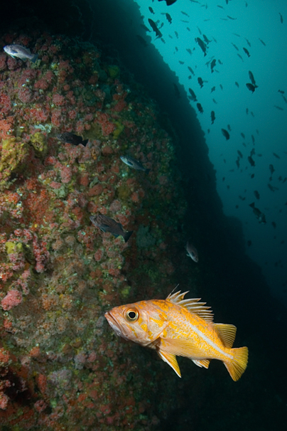 Canary rockfish, Sebastes pinniger, Blue rockfish, Sebastes mystinus