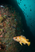 Canary rockfish, Sebastes pinniger, Blue rockfish, Sebastes mystinus