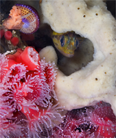 China rockfish, Sebastes nebulosus, Club-tipped anemone, Corynactus californica, Jewel top snail, Calliostoma annulatum