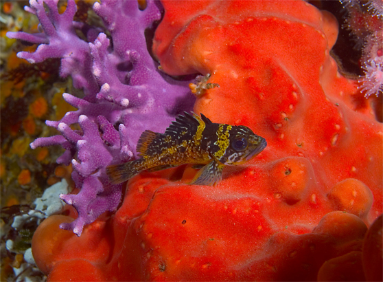 Red sponge, Unidentified, California hydrocoral, Stylaster californicus, Red sponge, Unidentified