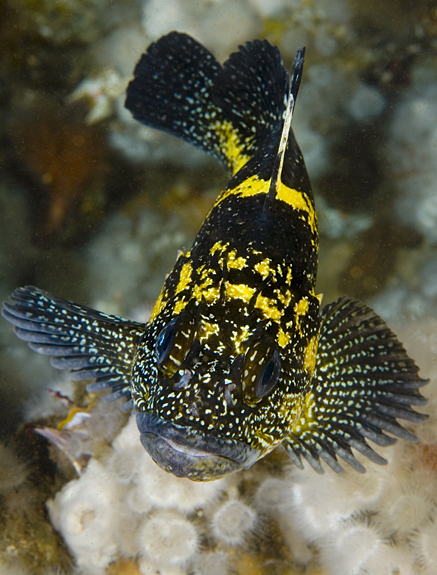 China rockfish, Sebastes nebulosus, Metridium senile, Metridium senile