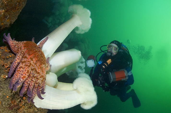 Sunflower star, Pycnopodia helianthoides, Giant plumed anemone, Metridium farcimen, Divers