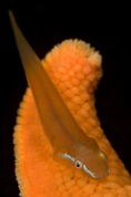 Kelp clingfish, Rimicola muscarum, Bat star, Asterina miniata