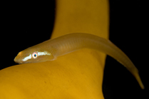 Kelp clingfish, Rimicola muscarum, Giant kelp, Macrocystis sp.