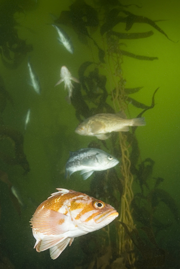 Copper rockfish, Sebastes caurinus, Black rockfish, Sebastes melanops, Brown rockfish, Sebastes auriculatus