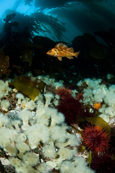 Copper rockfish, Sebastes caurinus, Metridium senile, Metridium senile