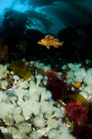 Copper rockfish, Sebastes caurinus, Metridium senile, Metridium senile