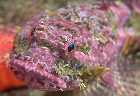 Coralline sculpin, Artedius corallinus