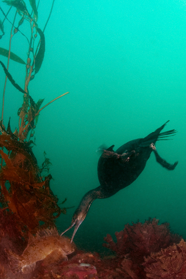 Brandt's Cormorant, Phalacrocorax penicillatus, Cabezon, Scorpaenichthys marmoratus