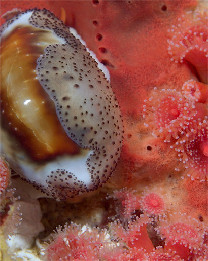 Chestnut cowry, Cypraea spadicea, Club-tipped anemone, Corynactus californica, Red sponge, Unidentified