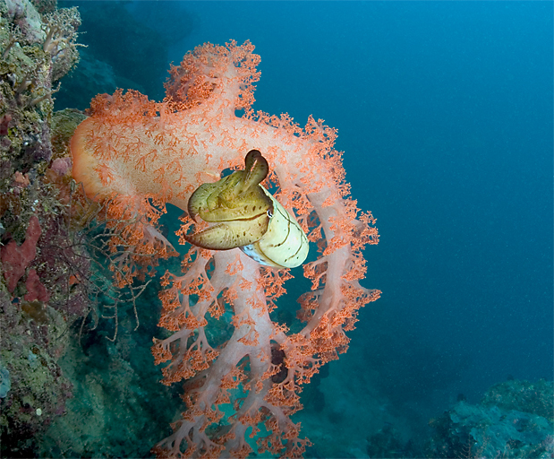 Broadclub cuttlefish, Sepia latimanus