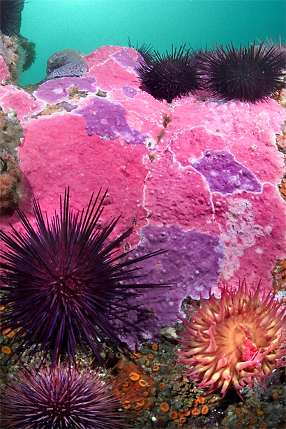 White-spotted anemone, Urticina lofotensis, Red sea urchin, Strongylocentrotus franciscanus, White-spotted anemone, Urticina lofotensis
