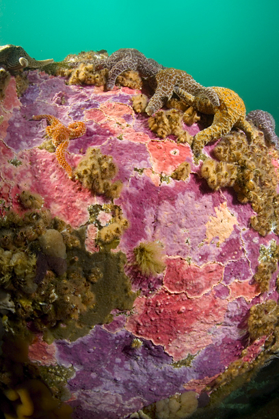 Encrusting hydrocoral, Stylantheca porphyra, Ochre star, Pisaster ochraceus