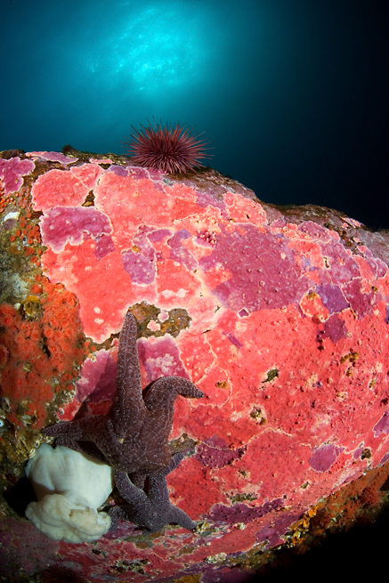 Encrusting hydrocoral, Stylantheca porphyra