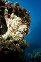 Commerson's frogfish, Antennarius commerson