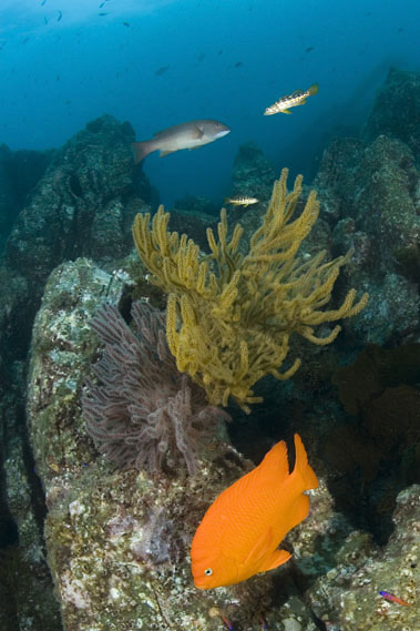 Garibaldi, Hypsypops rubicundus