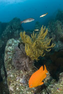 Garibaldi, Hypsypops rubicundus