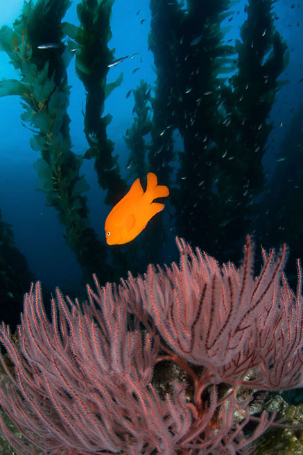 Giant kelp, Macrocystis sp., Red gorgonian, Lophogorgia chilensis, Giant kelp, Macrocystis sp.