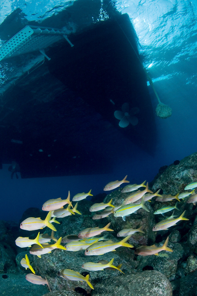 Yellowfin goatfish, Mulloidichthys vanicolensis