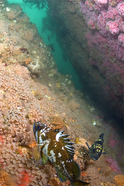 Gopher rockfish, Sebastes carnatus, China rockfish, Sebastes nebulosus, Club-tipped anemone, Corynactus californica