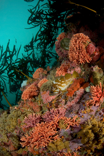 Gopher rockfish, Sebastes carnatus, California hydrocoral, Stylaster californicus