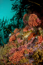 Gopher rockfish, Sebastes carnatus, California hydrocoral, Stylaster californicus