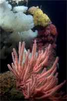 Red gorgonian, Lophogorgia chilensis, Giant plumed anemone, Metridium farcimen