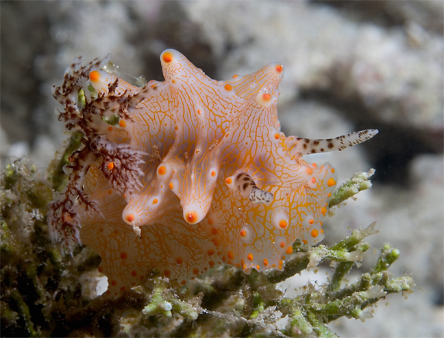 Halgerda dorid, Halgerda sp.