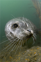 Harbor seal, Phoca vitulina