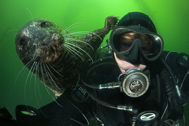 harbor seal